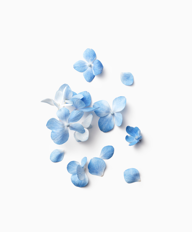 jeju hydrangea extract